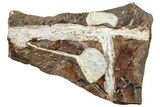 Two Fossil Ginkgo Leaves From North Dakota - Paleocene #253819-1